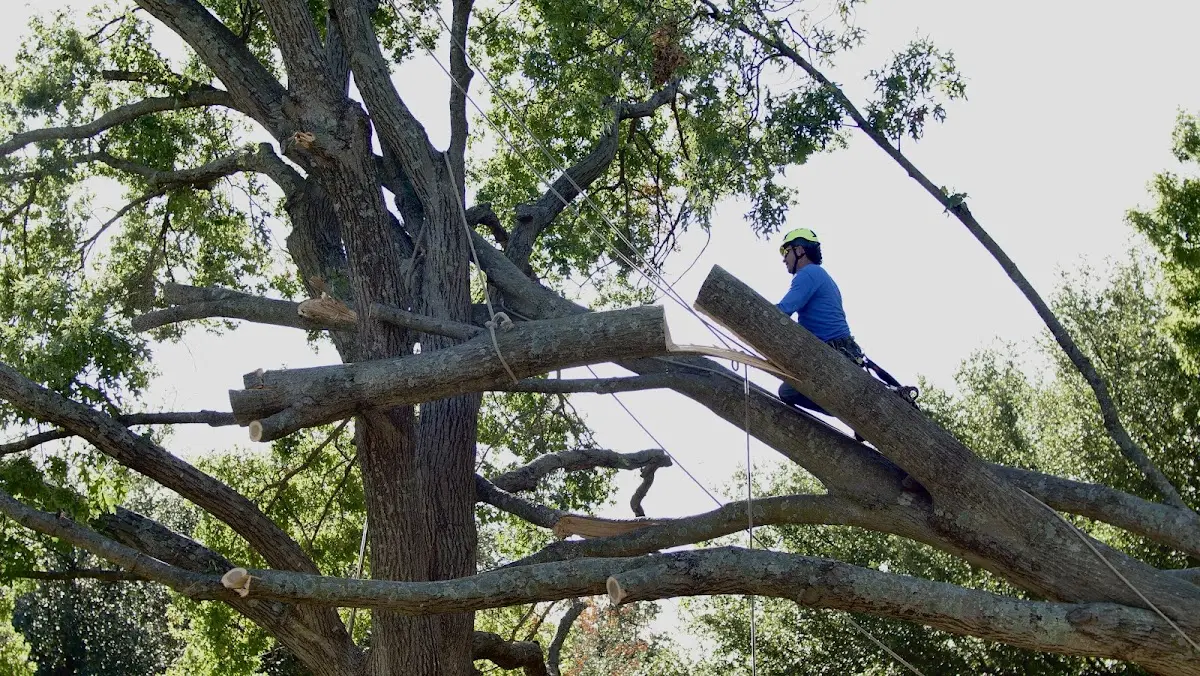Professional Crown Thinning performed by certified arborists in Jamesport
