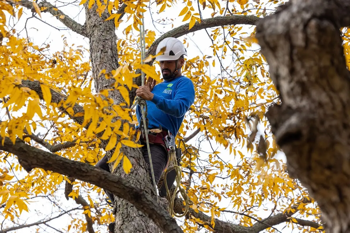 Skilled Storm Damage Cleanup crew working in Jamesport